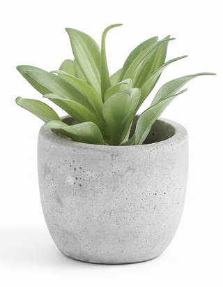 5 Inch Succulents in Cement Pot III

