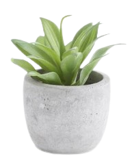 5 Inch Succulents in Cement Pot III