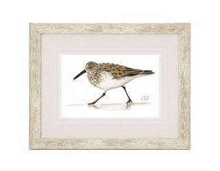 Sandpiper II Print
