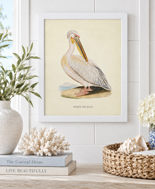 White Pelican

