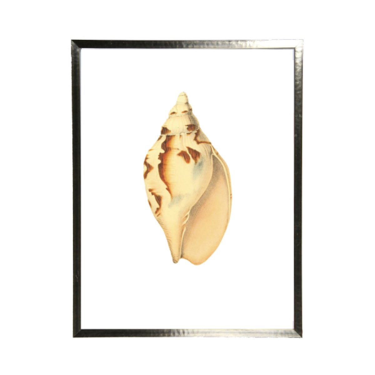 19x25 Single Shell Shell Copper Black Frame ***