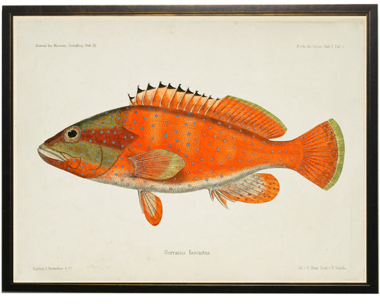 Fish Bookplate H - Online Only