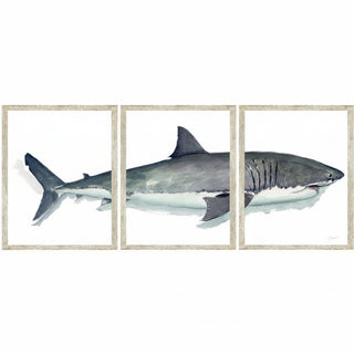 72" x 32"   Great White Triptych
