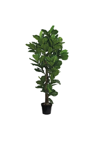 Fiddle Leaf Fig Tree in Pot   74.8"   Green
