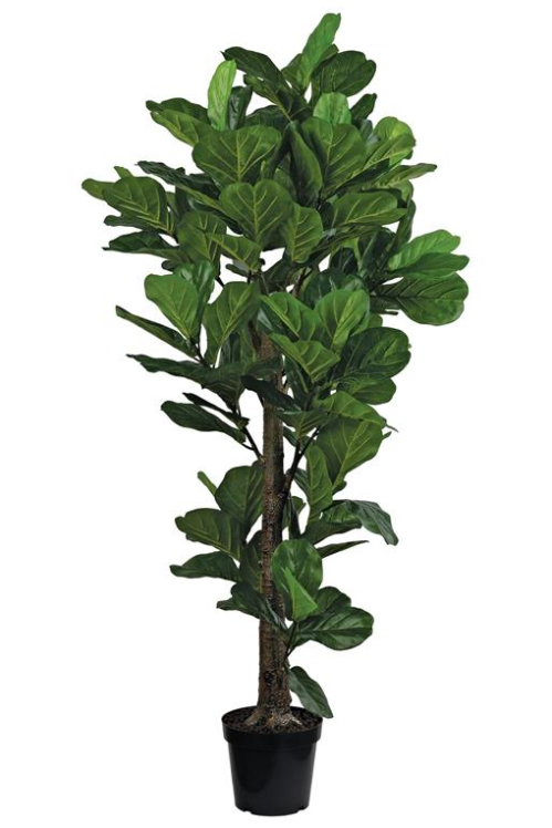 FIDDLE LEAF FIG TREE IN POT, 74.8", GREEN