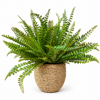 Ferns in Small Pot
