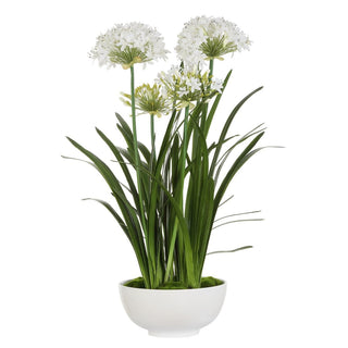 Purity Agapanthus Centerpiece
