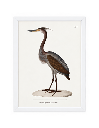 Heron
