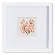 BRANCH CORAL PETITE PRINT III