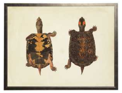 Pair of Turtles Print B - Online Only