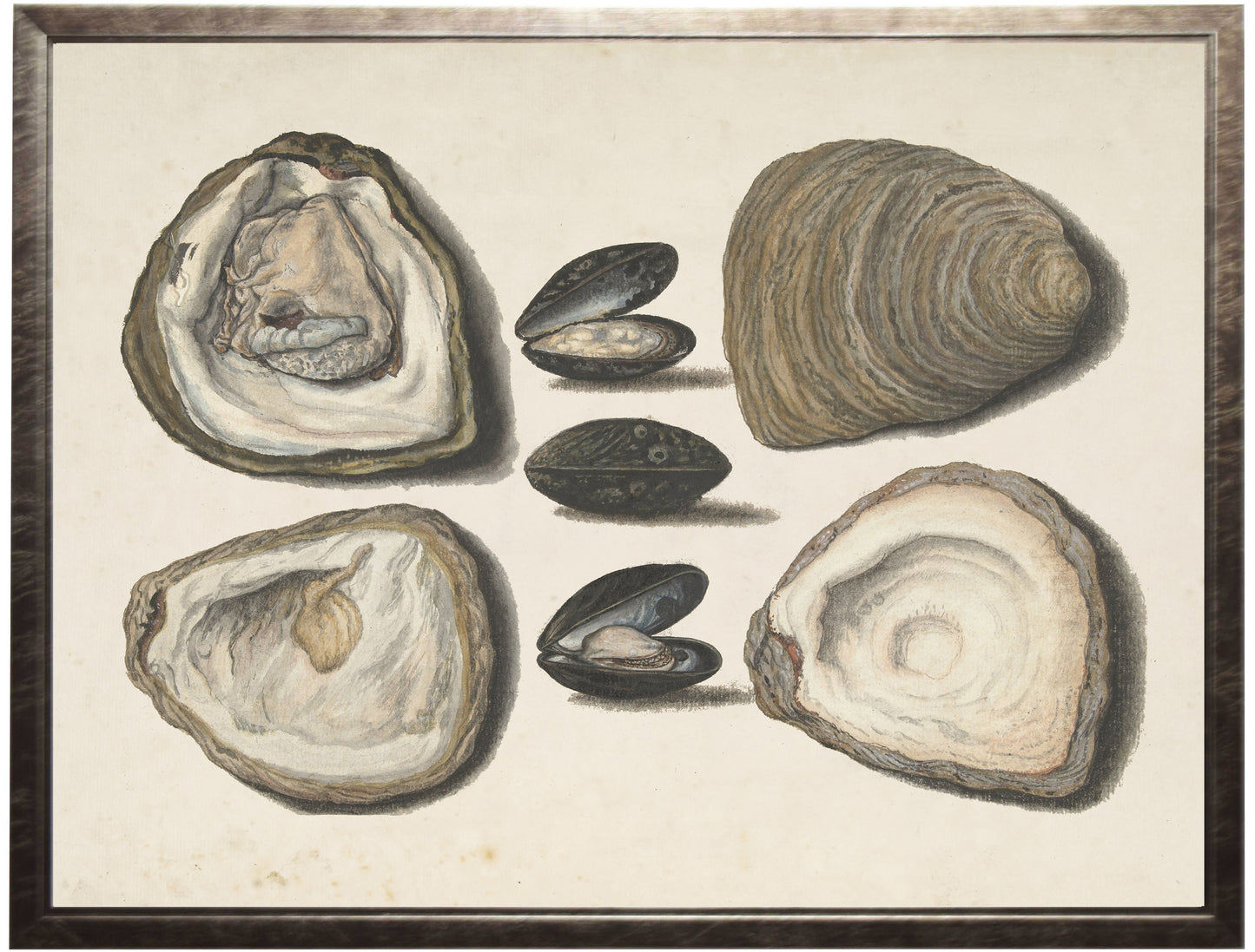 Vintage Oyster Shells on a Distressed Background 28" x 22" (11368 AC)