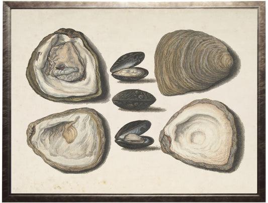 Vintage Oyster Shells on a Distressed Background 28" x 22" (11368 AC)
