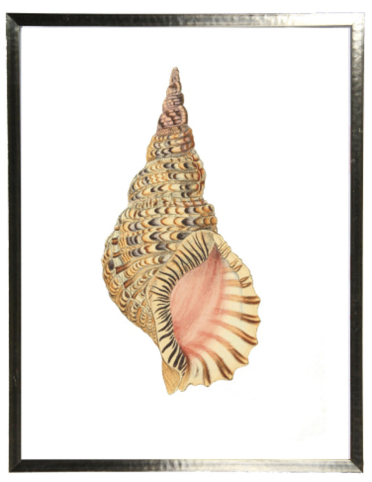 Single Conch Shell Print - Online Only