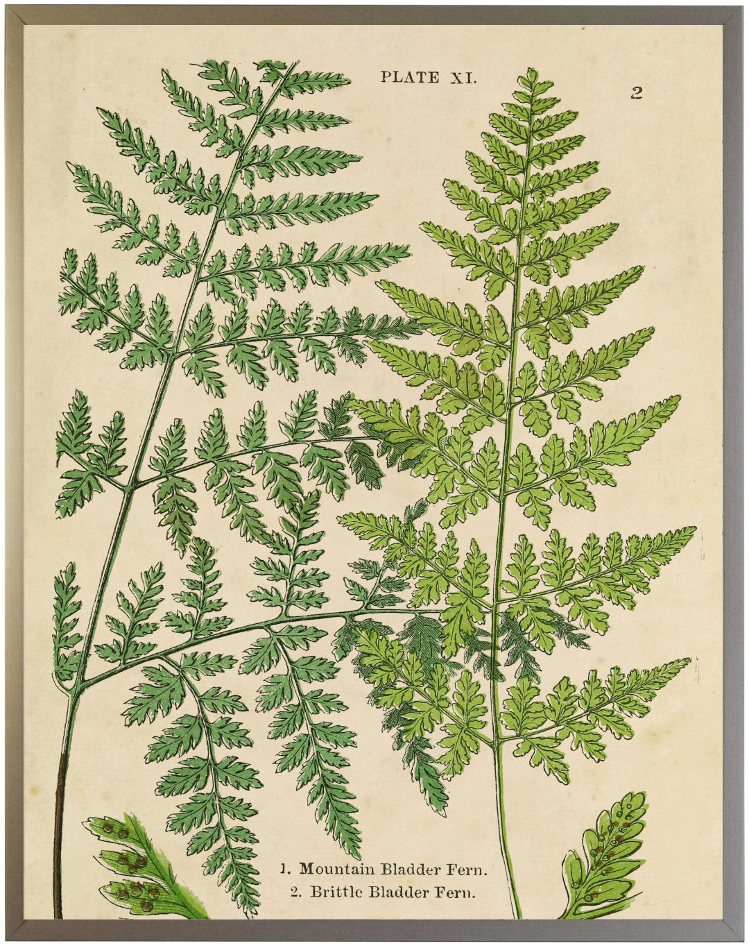 Vintage Fern Collage A - Online Only