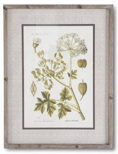 27.5 INCH FIR WOOD FRAMED BOTANICAL PRINT I