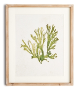 KELP PRINT I