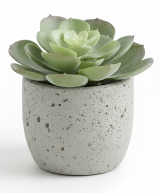 5 Inch Succulents in Cement Pot IV
