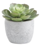 5 Inch Succulents in Cement Pot IV