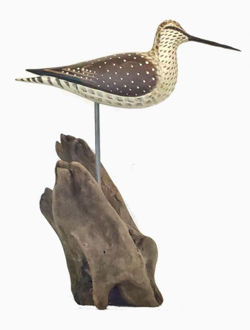 Yellowlegs Shorebird Driftwood, Standing