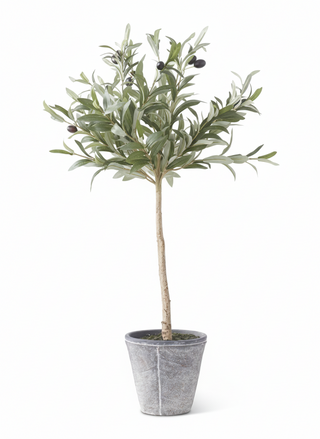 31 Inch Olive Tree w/Gray Wash Pot
