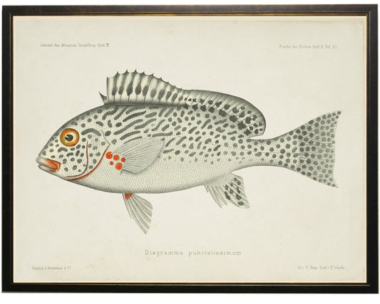 Fish Bookplate F - Online Only