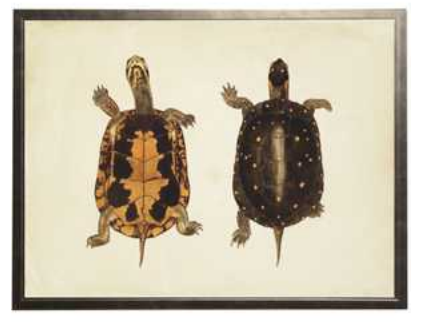 Pair of Turtles Print A - Online Only