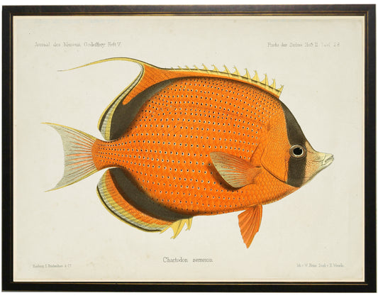 Fish Bookplate B - Online Only