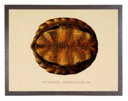 Turtle Shell Plate D - Online Only