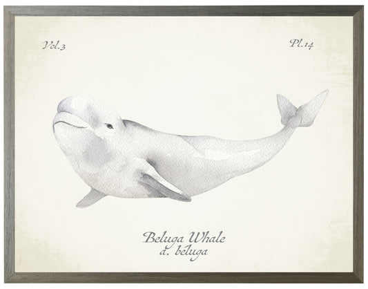 Beluga Whale on Natural  Background 36" x 30" (1390-75 ZG)