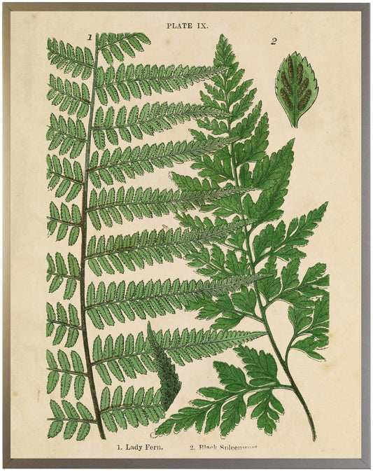 Vintage Fern Collage E - Online Only