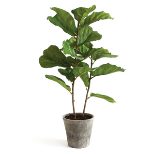 Fiddle Leaf Fog Potted 43"
