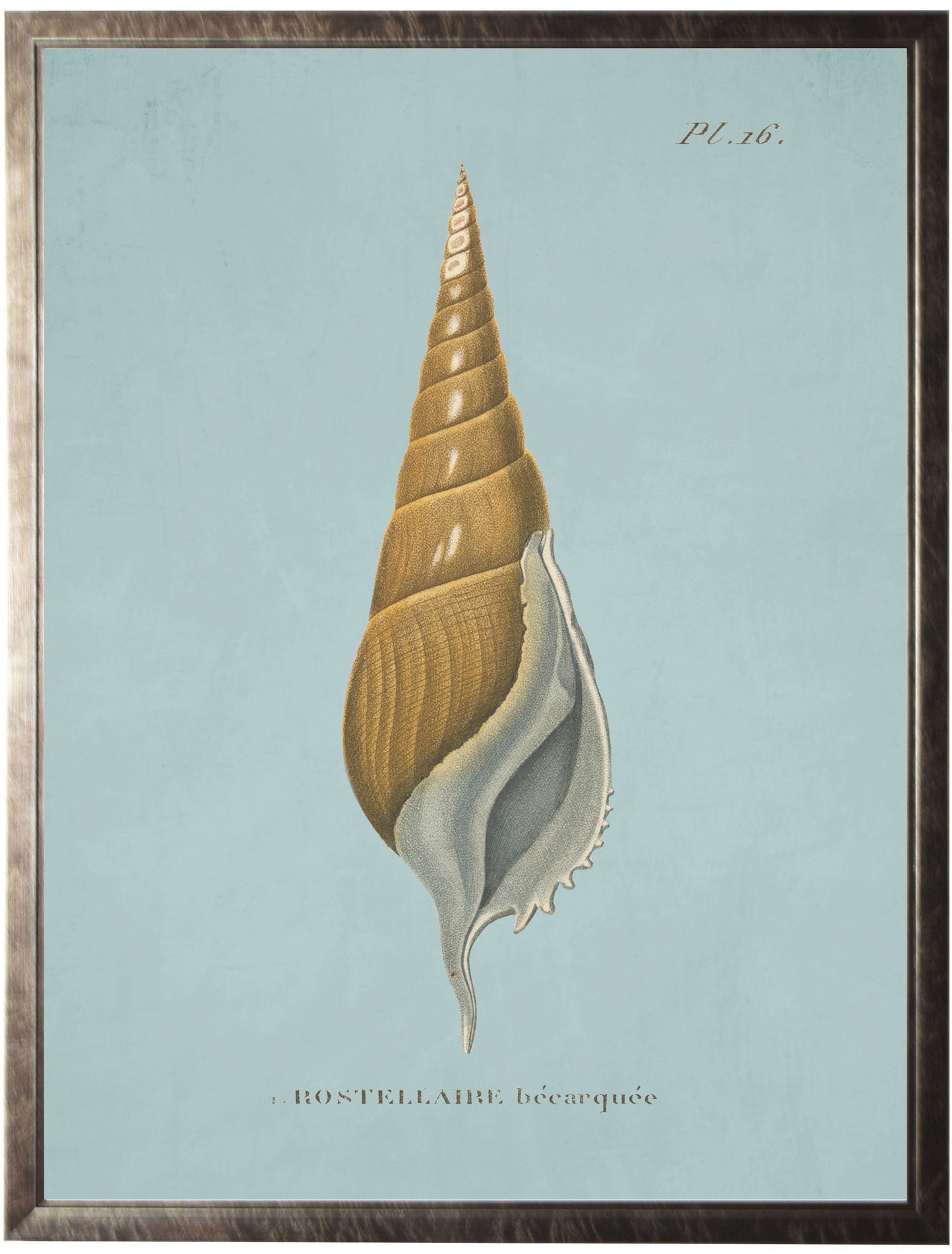 Plate 16 Seashell on Spa Background