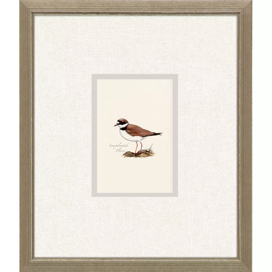 Shorebirds I