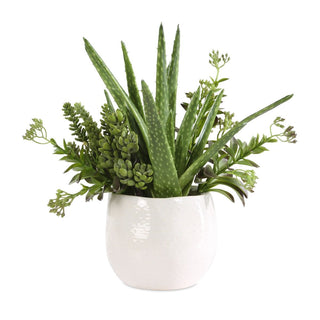 spotted succulent Sundown Succulent Accent – The Spotted Whale