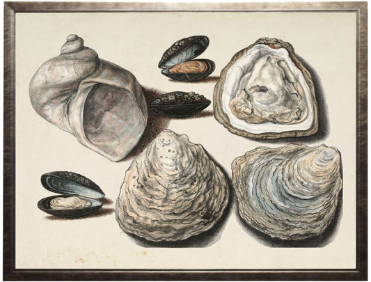 Vintage Oyster Shells on a Distressed Background 28" x 22" (11368 AC)