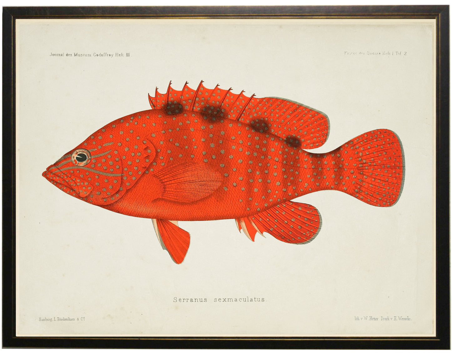 Fish Bookplate G - Online Only