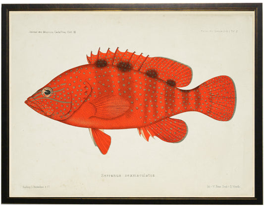 Fish Bookplate G - Online Only