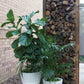 Lifestyle Planter - Online Only