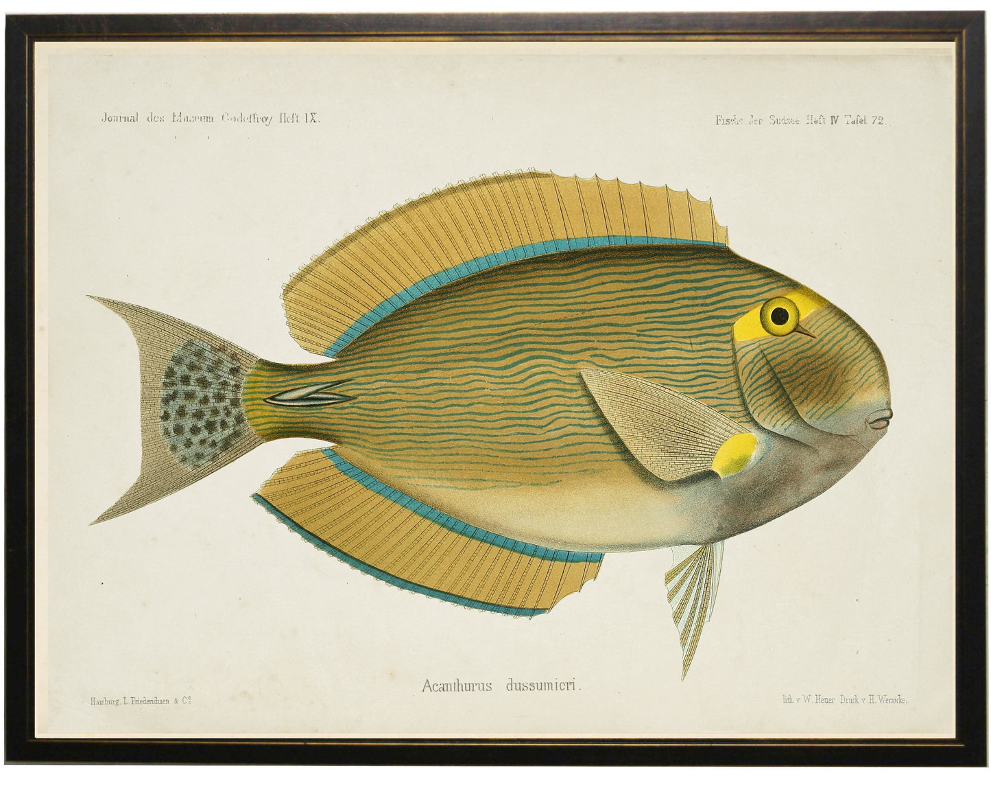 Fish Bookplate C - Online Only