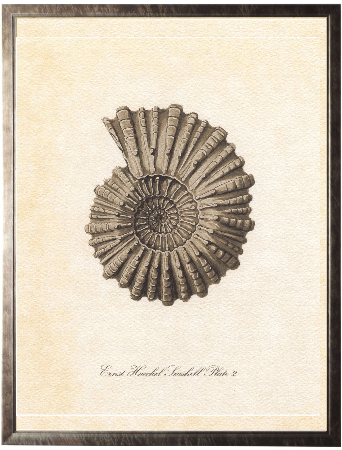 Large Spiral Conchshell - Online Only