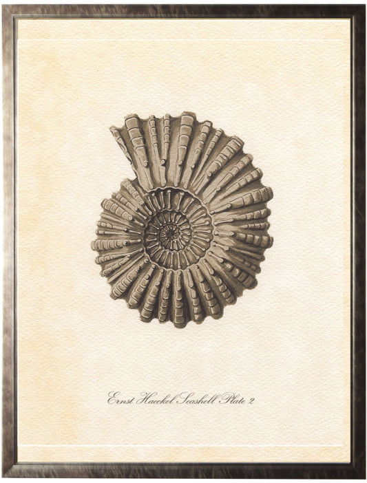 Large Spiral Conchshell - Online Only