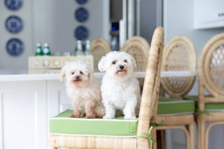 Set of 2   Louis XVI Trellis Rattan Counter Stool
