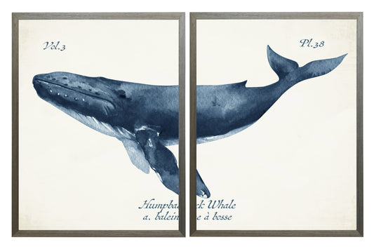 Diptych Navy Humpback Whale