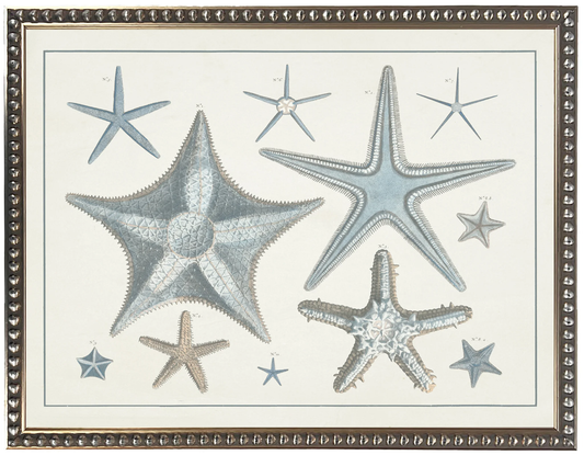 Vintage Colored Starfish Engraving Reproduction 28X22,11368 AC