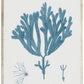 Blue Coral E - Online Only