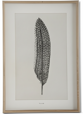25.5 Inch Wood Framed Feather Print IV
