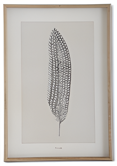 25.5 Inch Wood Framed Feather Print IV