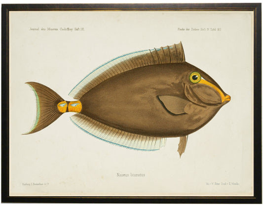 Fish Bookplate K - Online Only