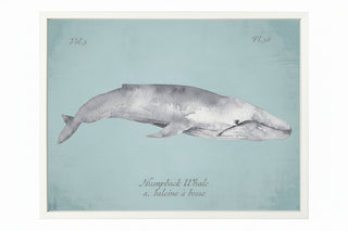 Grey Humpback Whale   2400 40 XY (White Frame)
