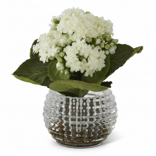7.5 Inch White Kalanchoe Premade in Pressed Glass Vase w/Faux Moss
